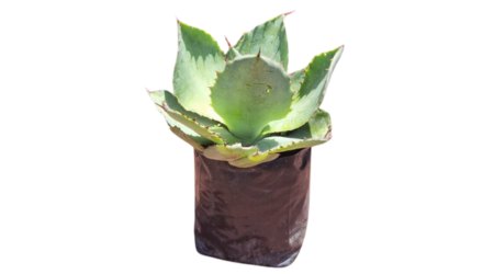 Agave Var Maximiliana Caja de 5 plantas