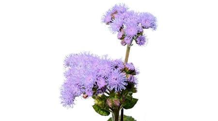 Sobre de Semilla de Flor Ageratum Azul