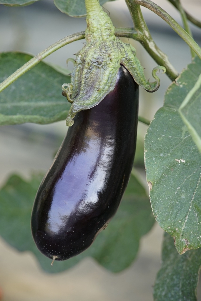 fruto alargado en cultivo de berenjena