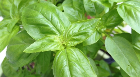 Gramo de Semilla Albahaca Var Italian Large Leaf