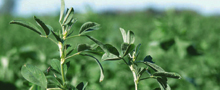  Medicago sativa, mielga, alfalfa, lucerna, Tonelada de Alfalfa (Pellet) Variedad CUF 101