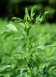 alfalfa-imagen-ilustrativa, Tonelada de Alfalfa (Pellet) Variedad CUF 101