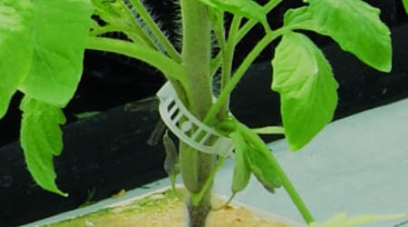 anillo para tutoreo de cultivos hydro environment transparente