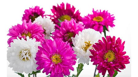 Sobre de Semilla de Flor  Aster
