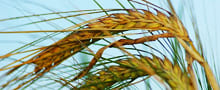 Avena sativa L., ahuacuatexmuli, Poaceae, abena, Avena Forrajera Variedad Cuauhtémoc por Tonelada