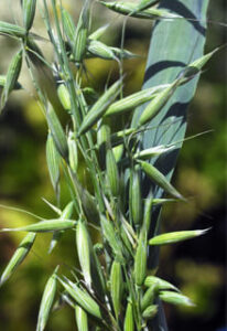 image-ilustrtativa-avena, Tonelada de Avena Forrajera Variedad Chihuahua
