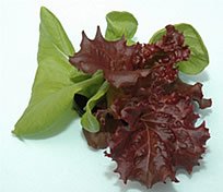 Lechuga