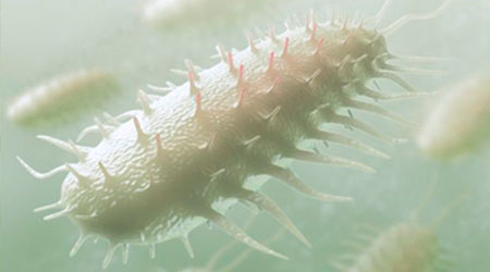 Bacteria Nitrificante