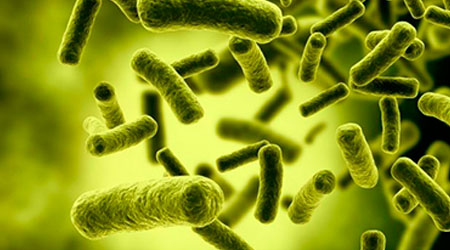 Bacterias