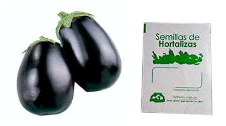Gramo de Semilla de Berenjena