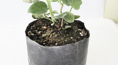plantula-arandano-biloxi-imagen, 2490 Plántulas de Arándano azul (Blueberry) Variedad Biloxi
