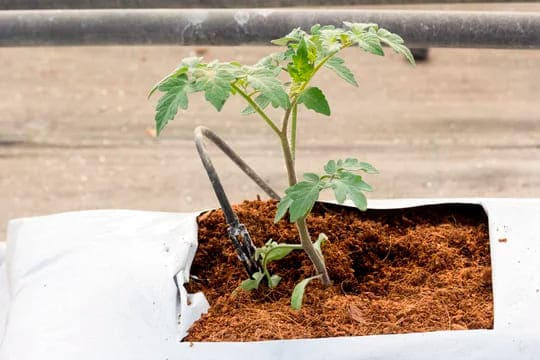 boli de sustrato fibra de coco slab hidratado no comprimido de 1 metro de largo para desarrollo de tomate y otras hortalizas en mezcla 50% fibra 50% polvo o polvillo de coco para cultivo por hidroponia tambien para uso en manga colgante