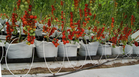 cultivo de tomate en bolsas con fibra de coco 50% fibra 50% polvillo de coco como sustrato para germinación y desarrollo de cultivos fibra de coco como sustrato en saco bulto bolsa o costal