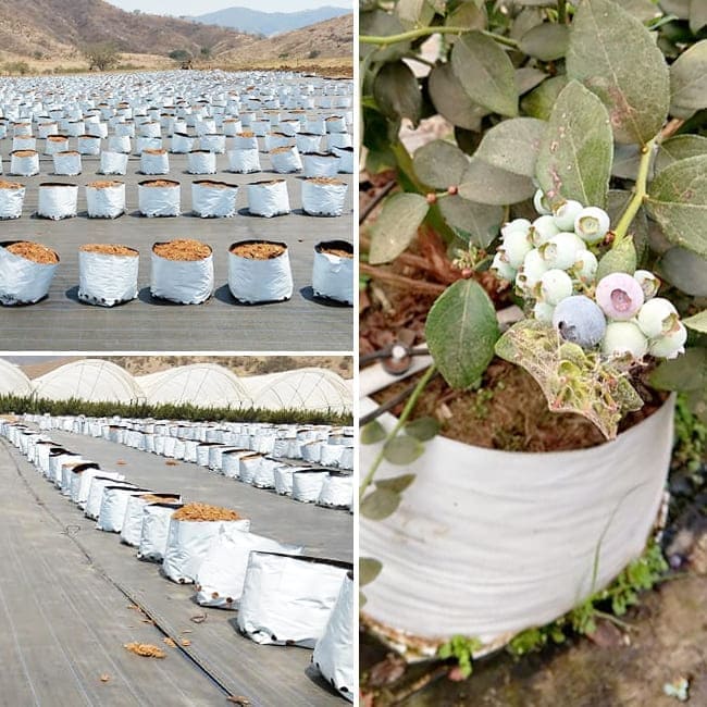 cultivo de arandano en bolsas de sustrato fibra de coco por hidroponia 