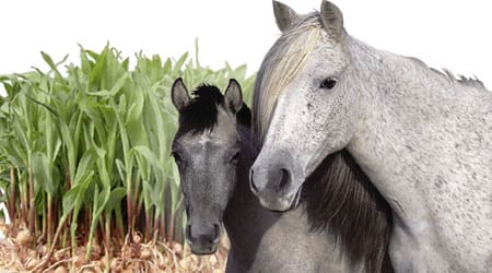 forraje hidroponico para ganado gallinas caballos vacas 
