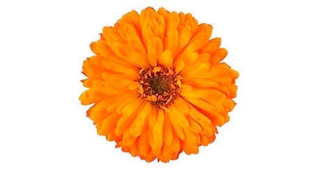 Sobre de Semilla de Flor Caléndula