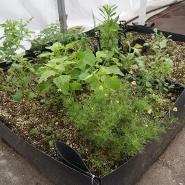 Cama de Cultivo para Huerto (90x60x30 cm)