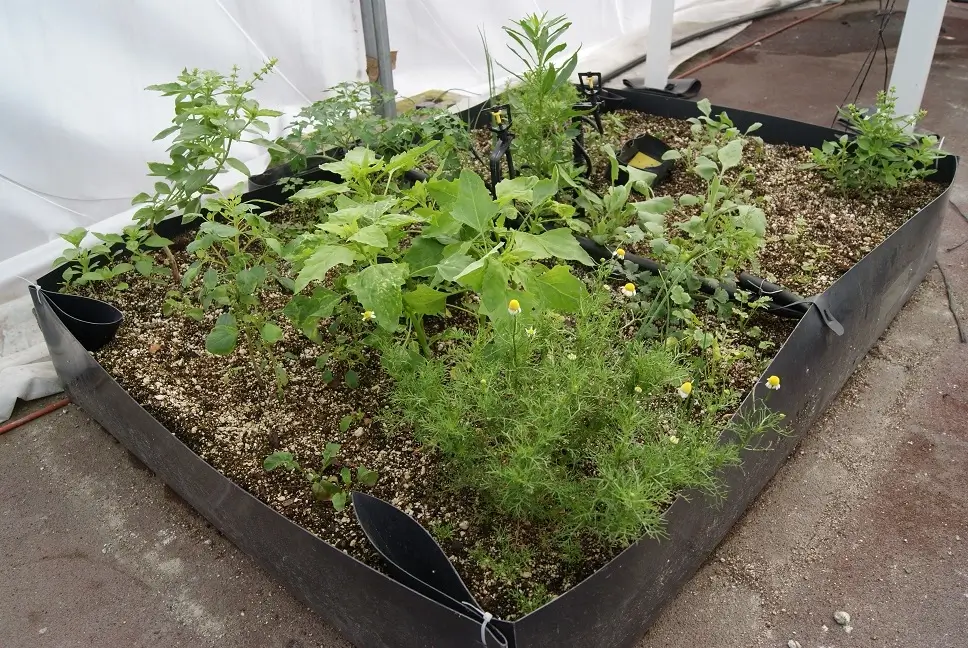 Cama de Cultivo para Huerto (90x60x30 cm)