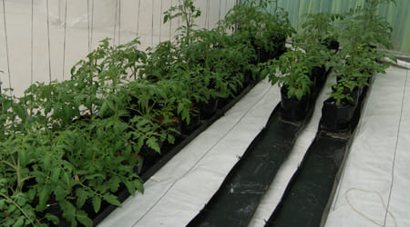 cultivo de tomate con canaleta hidroponica 