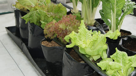 canaleta para hidroponia en cultivo hidroponico