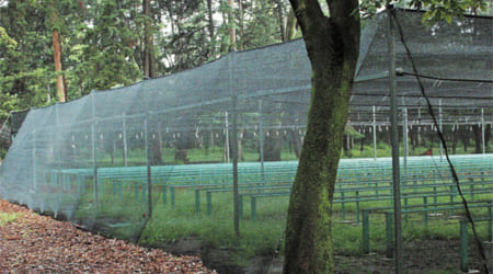 Malla Protectora