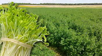 Tonelada de Alfalfa (Pellet) Variedad CUF 101