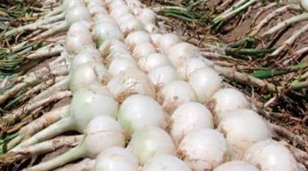 Sobre de 100 mil Semillas de Cebolla Híbrida CDI 70 F1