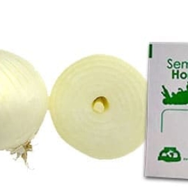 Gramo de Semilla de Cebolla Blanca Var Cristal Wax