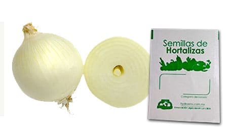 Gramo de Semilla de Cebolla Blanca Var Cristal Wax