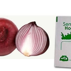 Gramo de Semilla de Cebolla Roja Var Red Burgundy