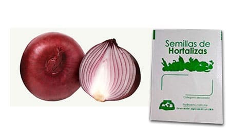 Gramo de Semilla de Cebolla Roja Var Red Burgundy