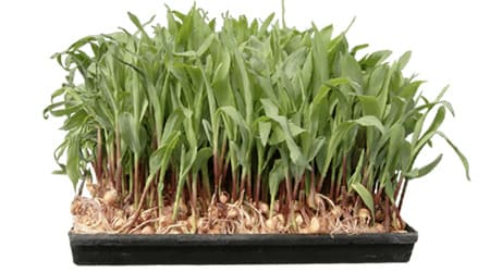 pasto hidroponico en charolas hydro grow