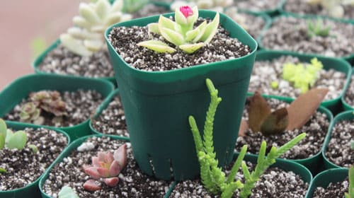 suculentas desarrolladas en maceta de propagación para su venta