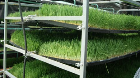 produccion de fvh en anaqueles con tecnologia hydro grow