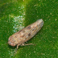 chicharrita-de-la-remolacha-plaga