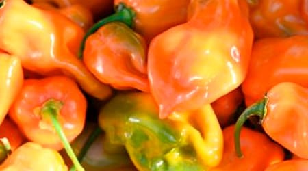 Variedades y Tipos de Chiles Frescos en México