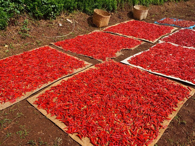 corte y secado de chiles