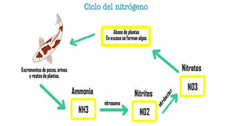 Ciclo Nitrógeno
