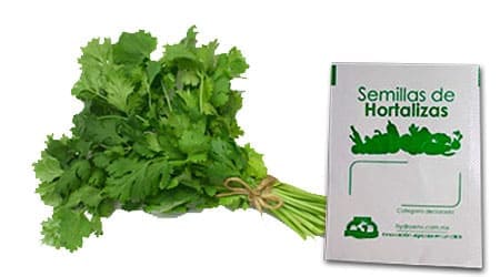 Gramo de Semilla de Cilantro Var Líder