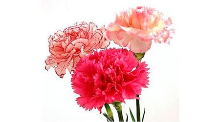 Sobre de Semilla de Flor Clavel