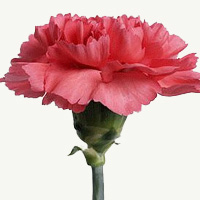 Clavel