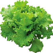 Lechuga Simpson