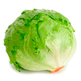 Lechuga Romana