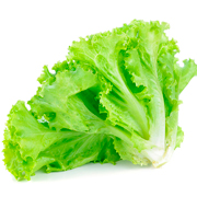 Lechuga