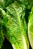 Lechuga