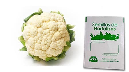 Gramo de Semilla de Coliflor Var Snow Ball
