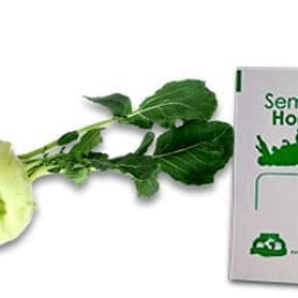 Gramo de semilla de Colinabo o Kolhrabi Var Eearly White Viena