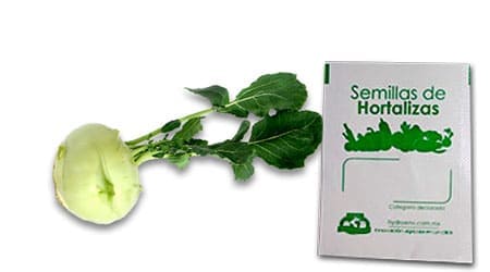 Gramo de semilla de Colinabo o Kolhrabi Var Eearly White Viena