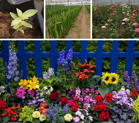 Como conservar flores