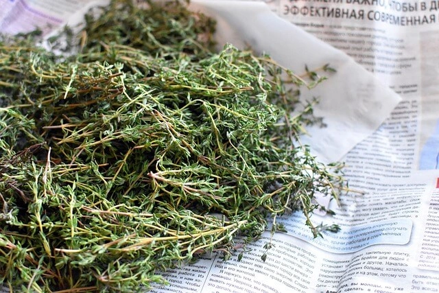 Cultivo de Tomillo: Guía Completa para Hidroponía y Campo